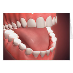 Human Mouth Open, Showing Teeth, Gums And Tongue