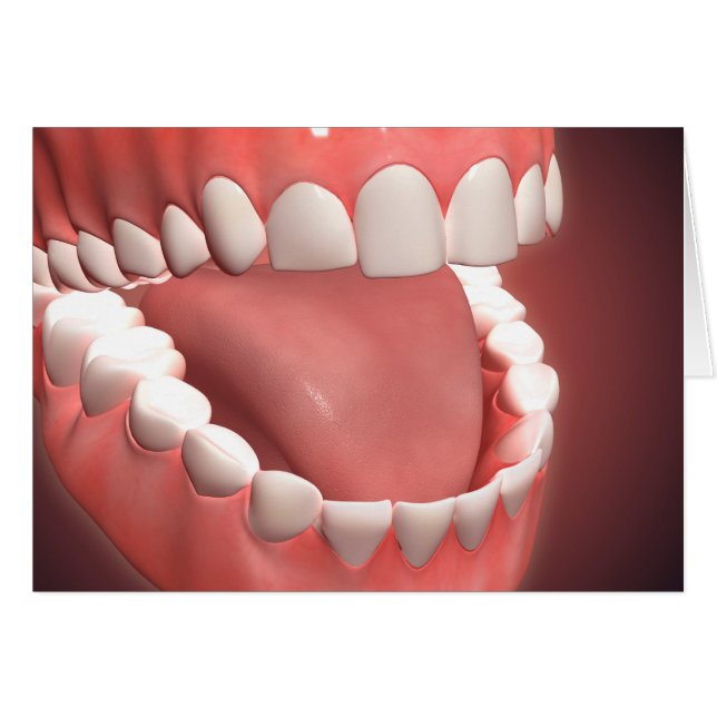 Human Mouth Open, Showing Teeth, Gums And Tongue (Front Horizontal)