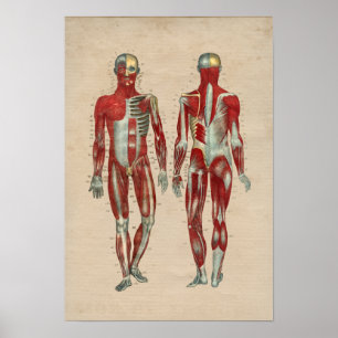 Human Muscle Anatomy 1841 Print