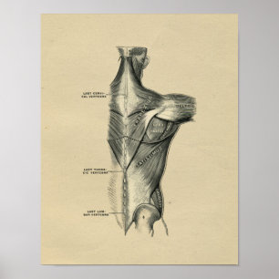 Human Muscle Anatomy 1902 Vintage Print