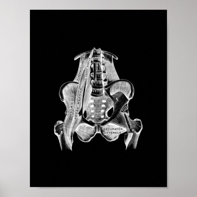 Human Muscle Anatomy in Black and White Print (Front)