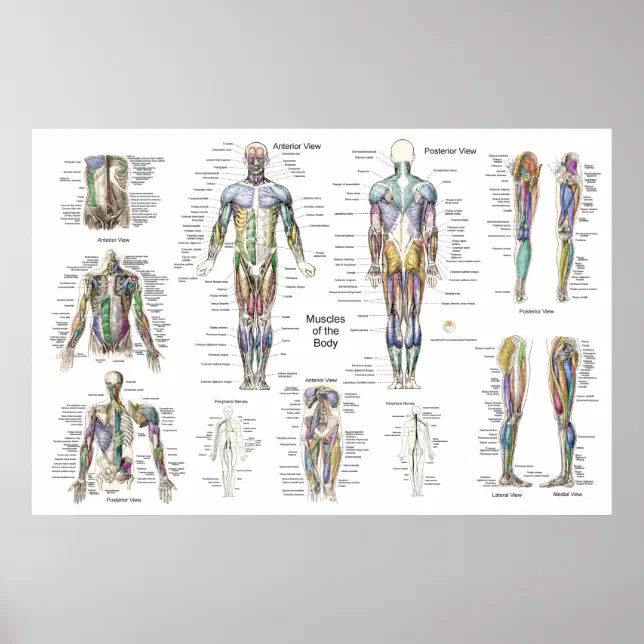 Human Muscle Anatomy Poster Anterior Posterior | Zazzle