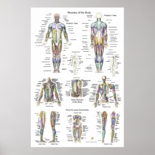 Human Muscle Anatomy Poster Anterior Posterior