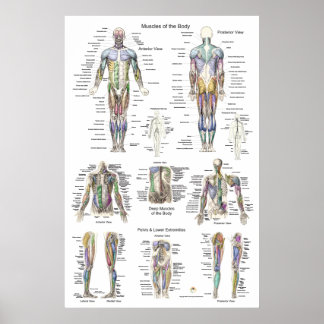 Human Muscle Anatomy Poster Anterior Posterior