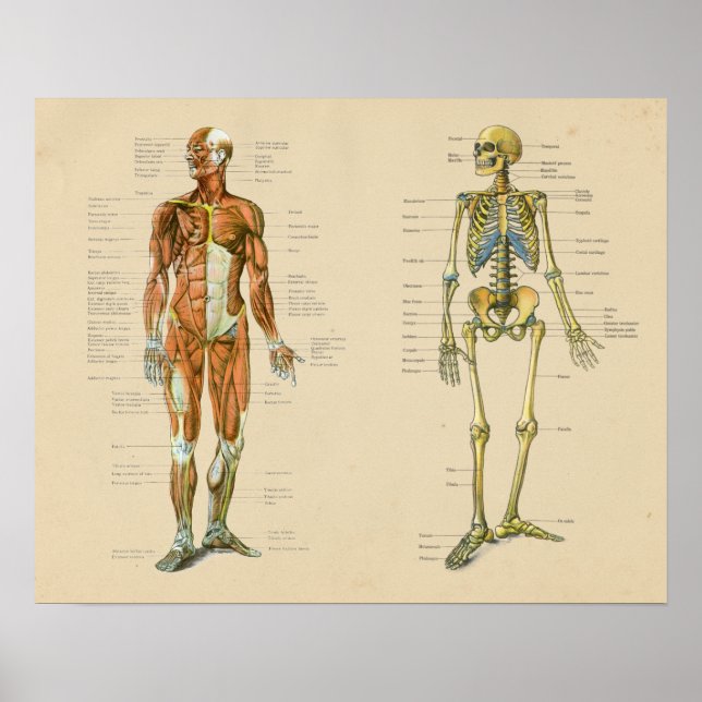 Human Muscle Skelton Anatomy Vintage Chart (Front)