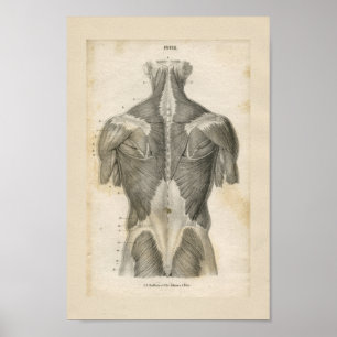Human Muscle Vintage Anatomy Print