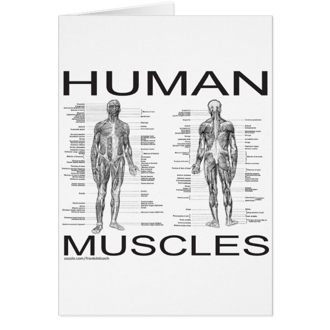 Human Muscles and Anatomy (Front)