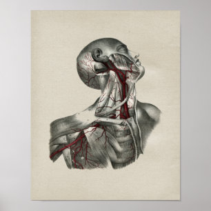 Human Neck Anatomy Vintage Print