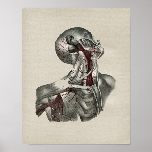 Human Neck Anatomy Vintage Print (Front)