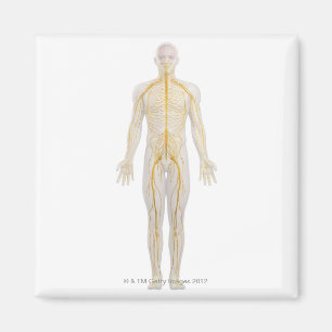 Human Nervous System 2 Magnet