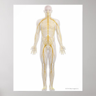 Human Nervous System 2 Poster