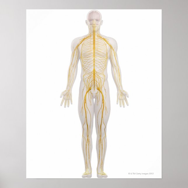 Human Nervous System 2 Poster (Front)