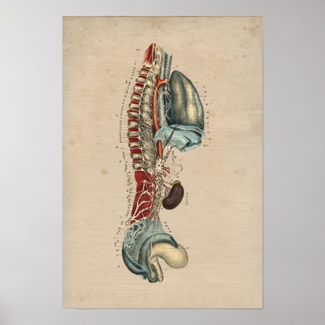 Human Nervous System Anatomy 1841 Print (Front)