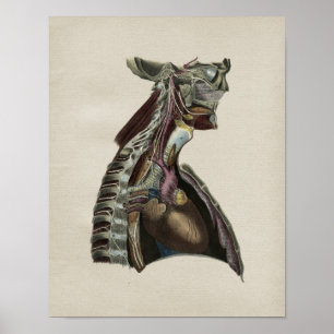 Human Nervous System Anatomy Vintage Print