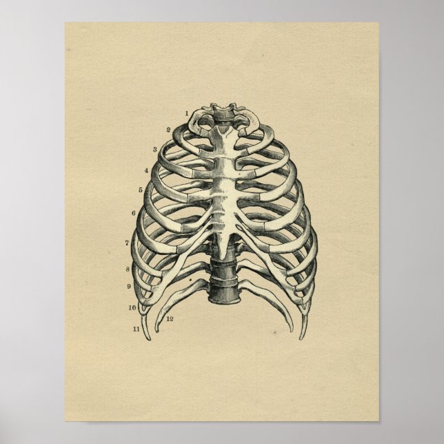 Human RibCage Anatomy 1902 Vintage Print (Front)