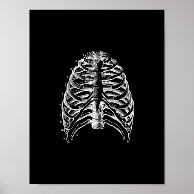 Human Ribcage Anatomy in Black and White Print (Front)