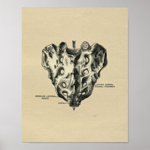 Human Sacrum Anatomy 1902 Vintage Print