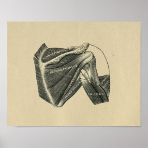 Human Shoulder Anatomy 1902 Vintage Print