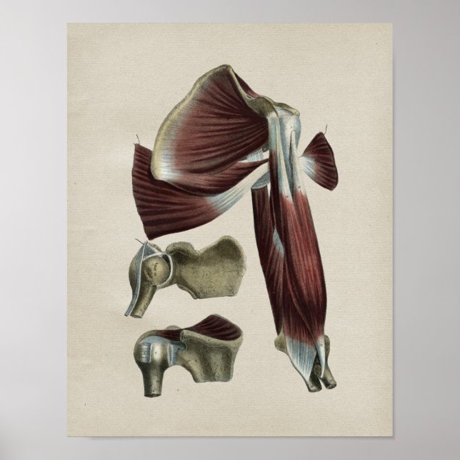 Human Shoulder Anatomy Vintage Print (Front)