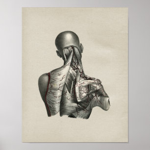 Human Shoulder Anatomy Vintage Print