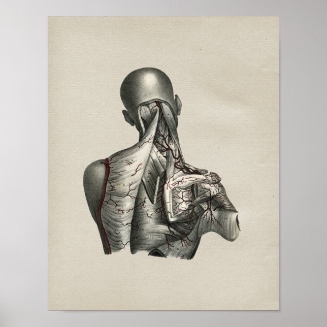 Human Shoulder Anatomy Vintage Print (Front)