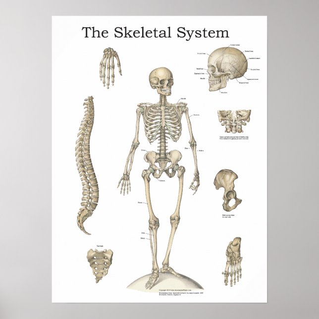 Human Skeletal Anatomy Chart (Front)