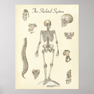 Human Skeletal Anatomy Chart