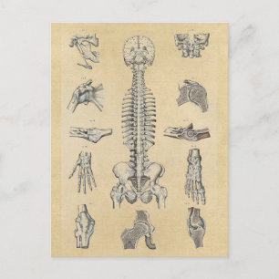 Human Skeletal Anatomy Illustrated Postcard