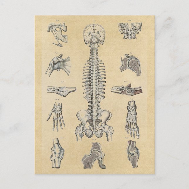 Human Skeletal Anatomy Illustrated Postcard (Front)