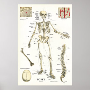 Human Skeletal Anatomy Poster 24 x 36