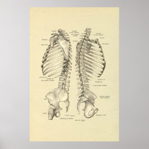 Human Skeletal Cross Ssection of Spine Print