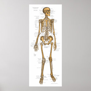 Human Skeletal System Anatomy Chart 24 X 60