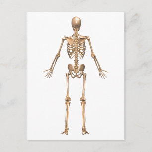 Human Skeletal System, Back View Postcard