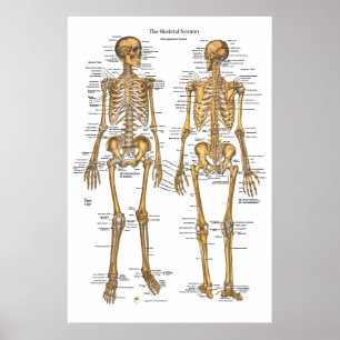 Human Skeletal System Chart w/ Ligaments, Tendons