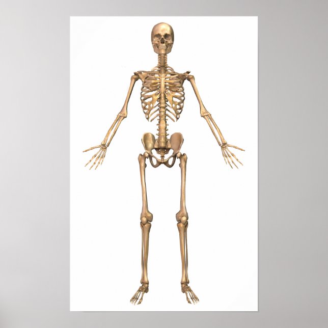 Human Skeletal System, Front View Poster (Front)