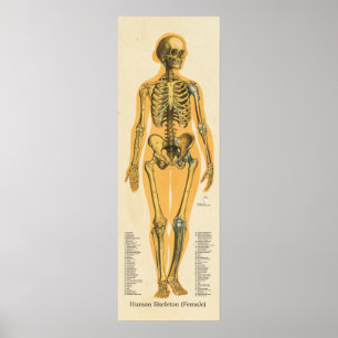 Human Skeleton Anatomy Bones Chart Female