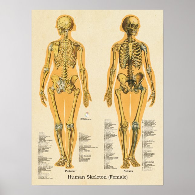 Human Skeleton Anatomy Bones Chart Female (Front)