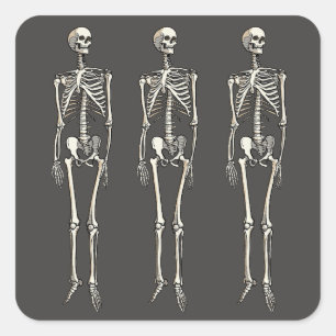 Human Skeleton Anatomy Pop Art Comic Drawing Square Sticker