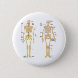 Human Skeleton labelled anatomy chart 6 Cm Round Badge