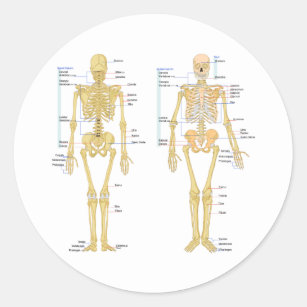 Human Skeleton labelled anatomy chart Classic Round Sticker