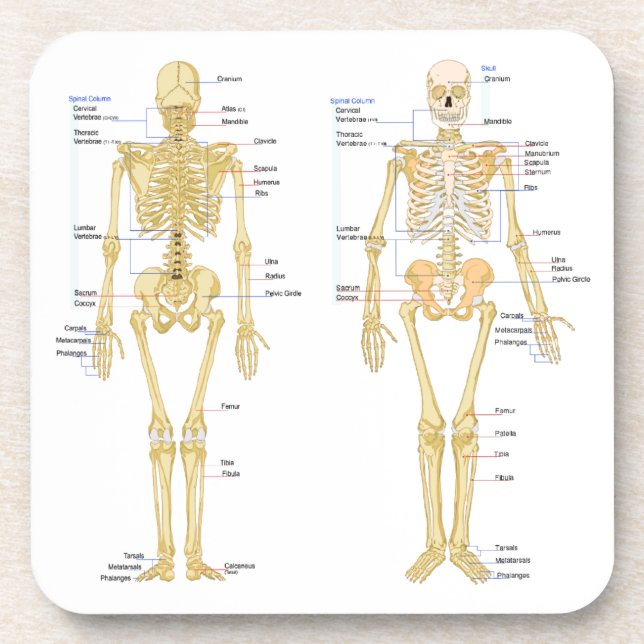 Human Skeleton labelled anatomy chart Coaster (Front)