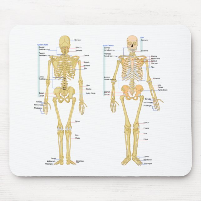Human Skeleton labelled anatomy chart Mouse Pad (Front)