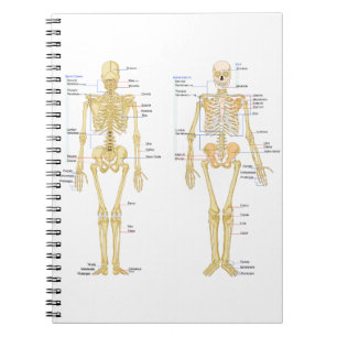 Human Skeleton labelled anatomy chart Notebook