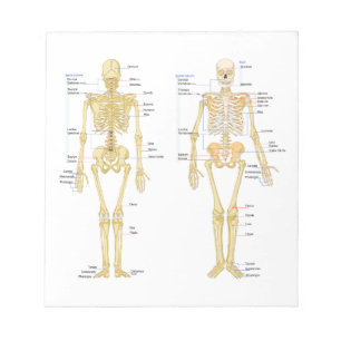 Human Skeleton labelled anatomy chart Notepad