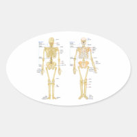 Human Skeleton labelled anatomy chart