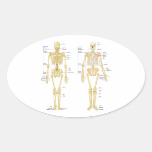 Human Skeleton labelled anatomy chart Oval Sticker