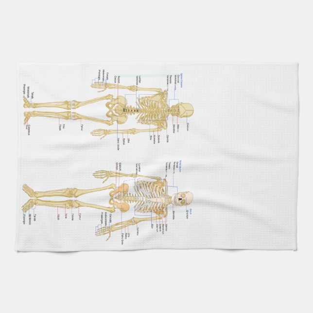 Human Skeleton labelled anatomy chart Tea Towel (Horizontal)