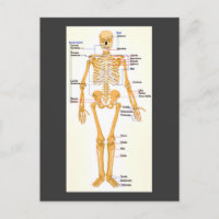 Human Skeleton Labelled