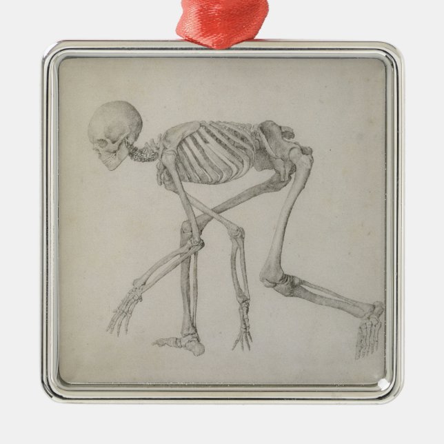 Human Skeleton: Lateral view in Crouching Posture, Metal Tree Decoration (Front)