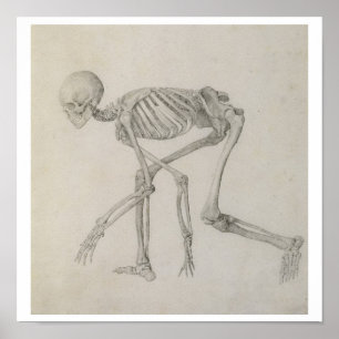 Human Skeleton: Lateral view in Crouching Posture, Poster